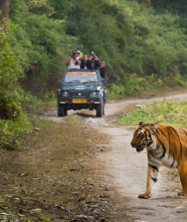 Tourist on safari and Bengal Tiger